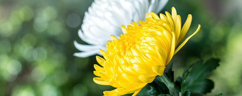 梦见观赏菊花好不好?菊花在梦里预示... 梦见观赏菊花代表了什么